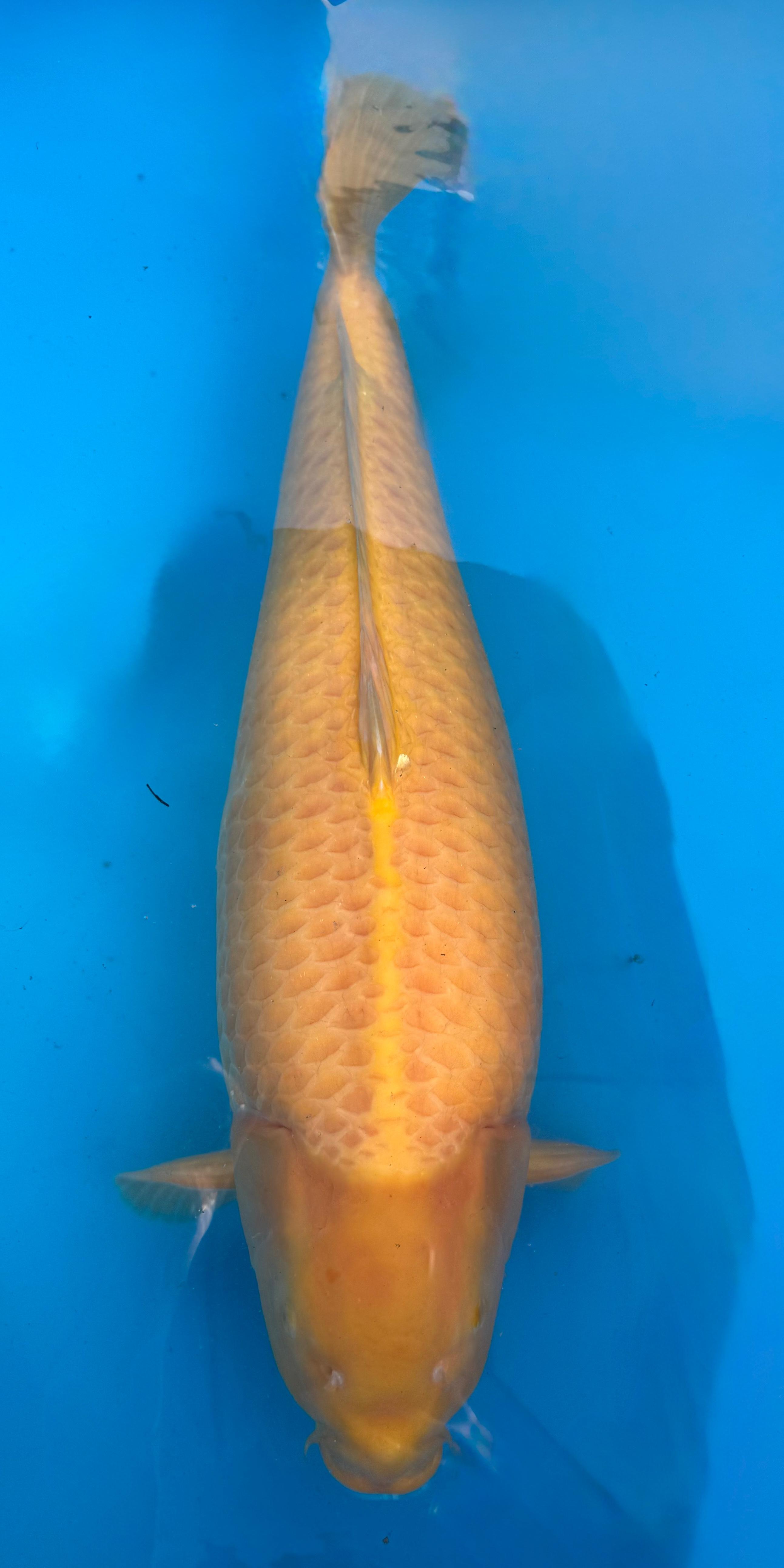 Karashigoi Koi kaufen — Dainichi Yellow-Monkey Karashigoi, 72 cm, Züchter Dainichi Koi Farm