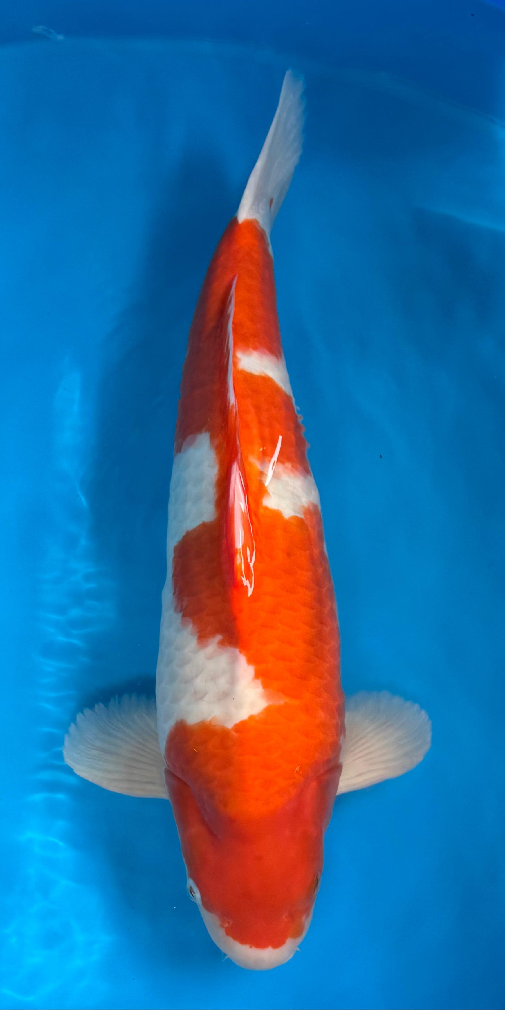Kohaku Koi kaufen — Dainichi Kohaku SuperX Jr., 66 cm, Züchter Dainichi Koi Farm