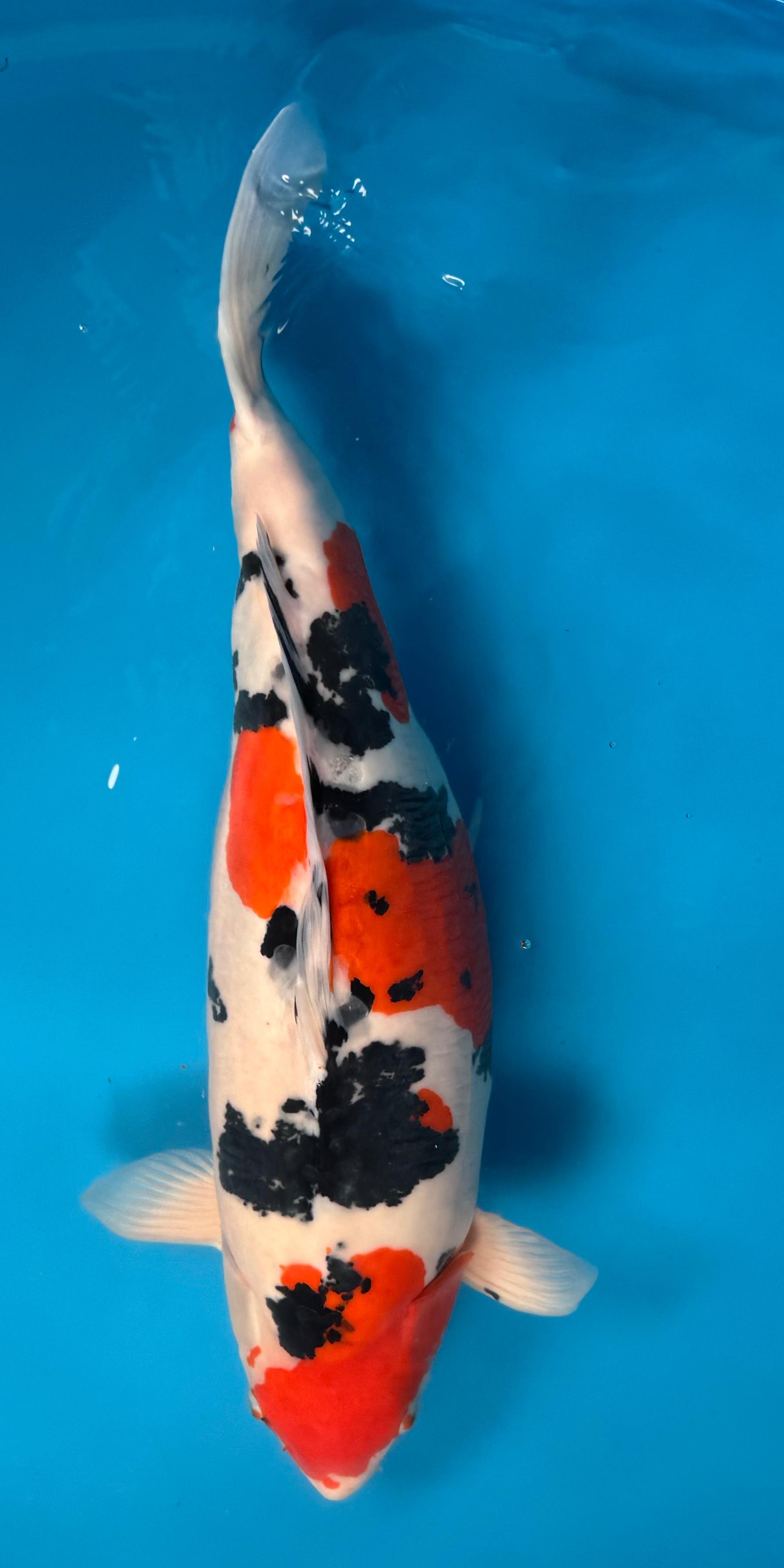 Taisho Sanke Koi kaufen — Shinoda Doitsu Sanke mit kräftigen schwarz, 64 cm, Züchter Shinoda Koi Farm