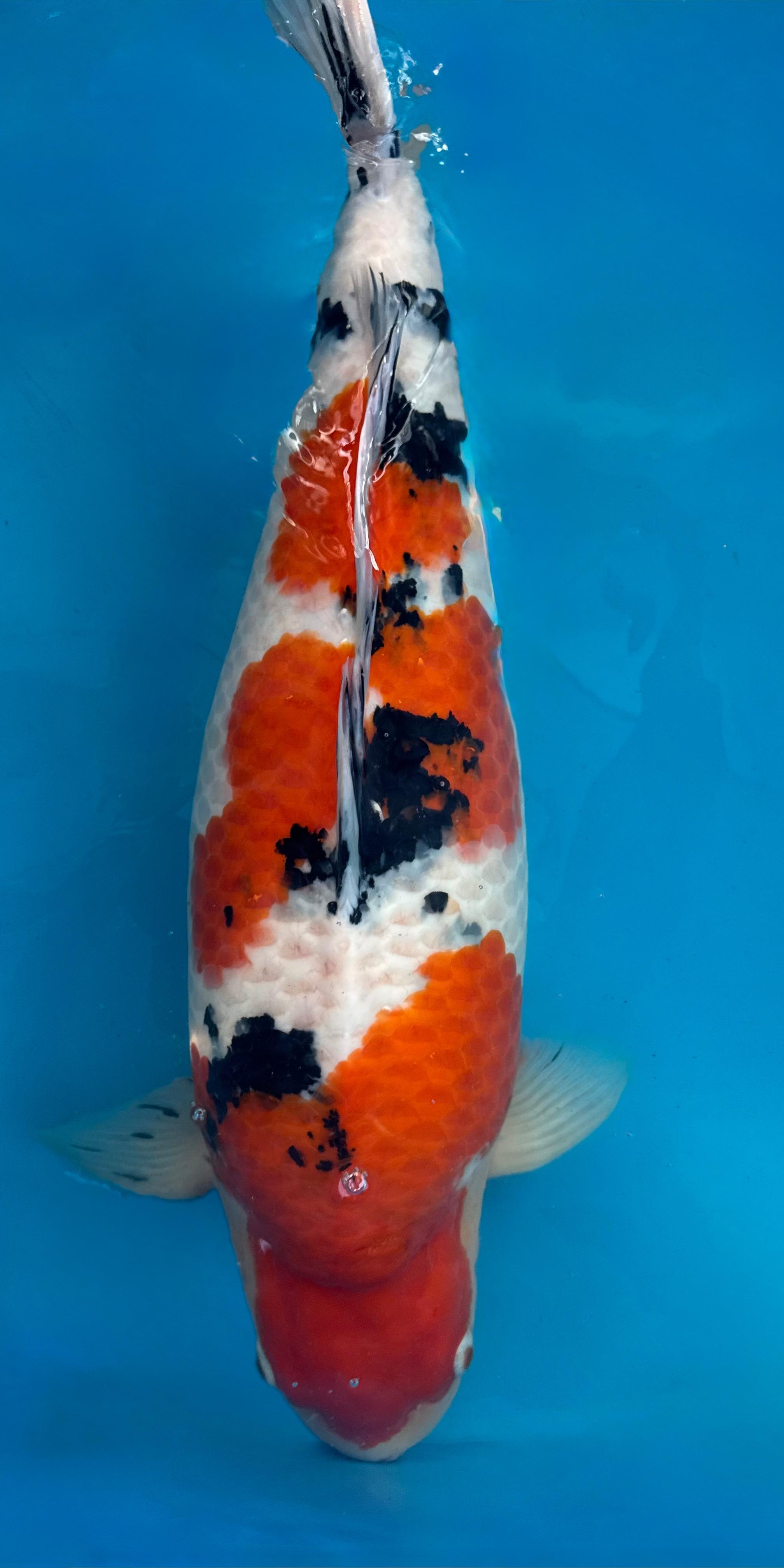 Taisho Sanke Koi kaufen — Sakai FF Sanke Brutaler Body, 74 cm, Züchter Sakai Fish Farm