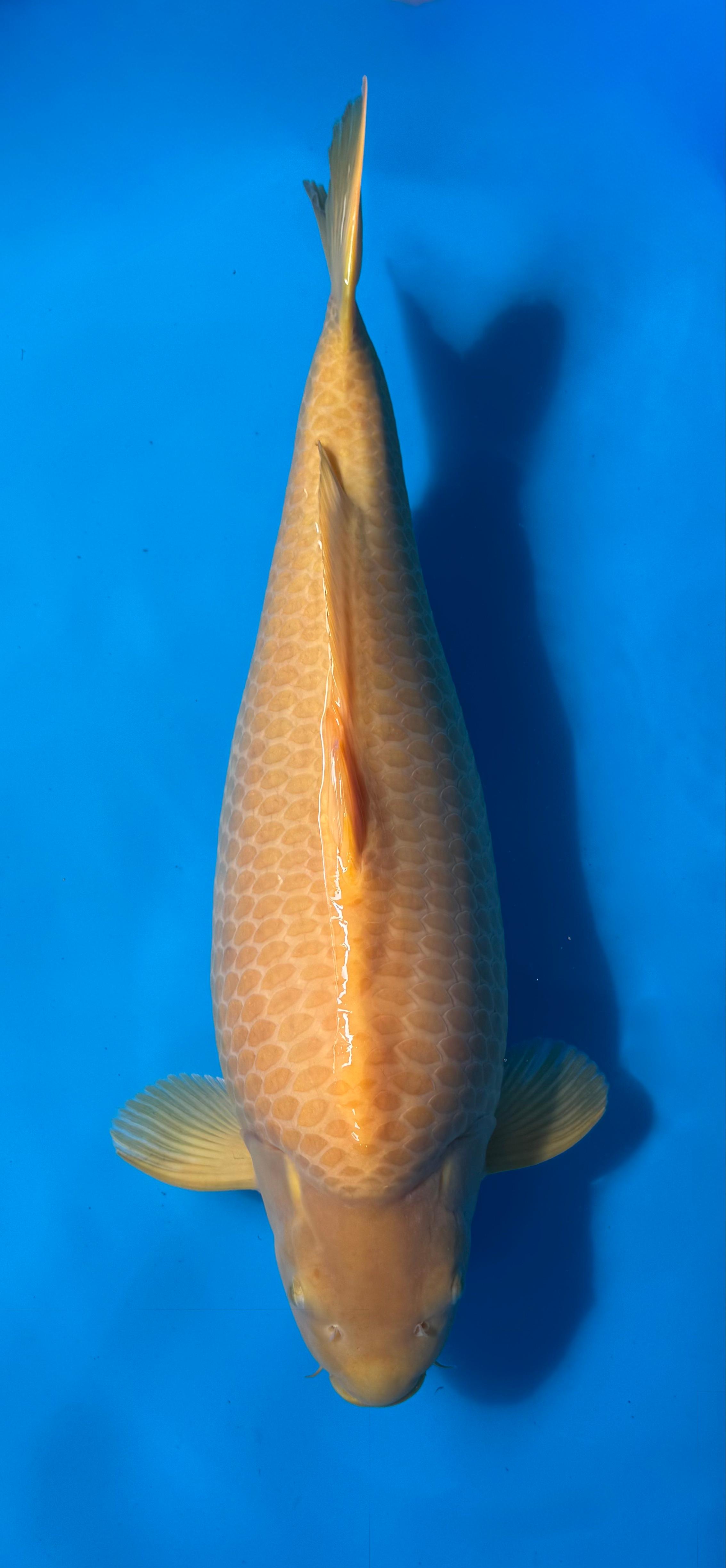 Karashigoi Koi kaufen — Karashigoi, 63 cm, Züchter Konishi