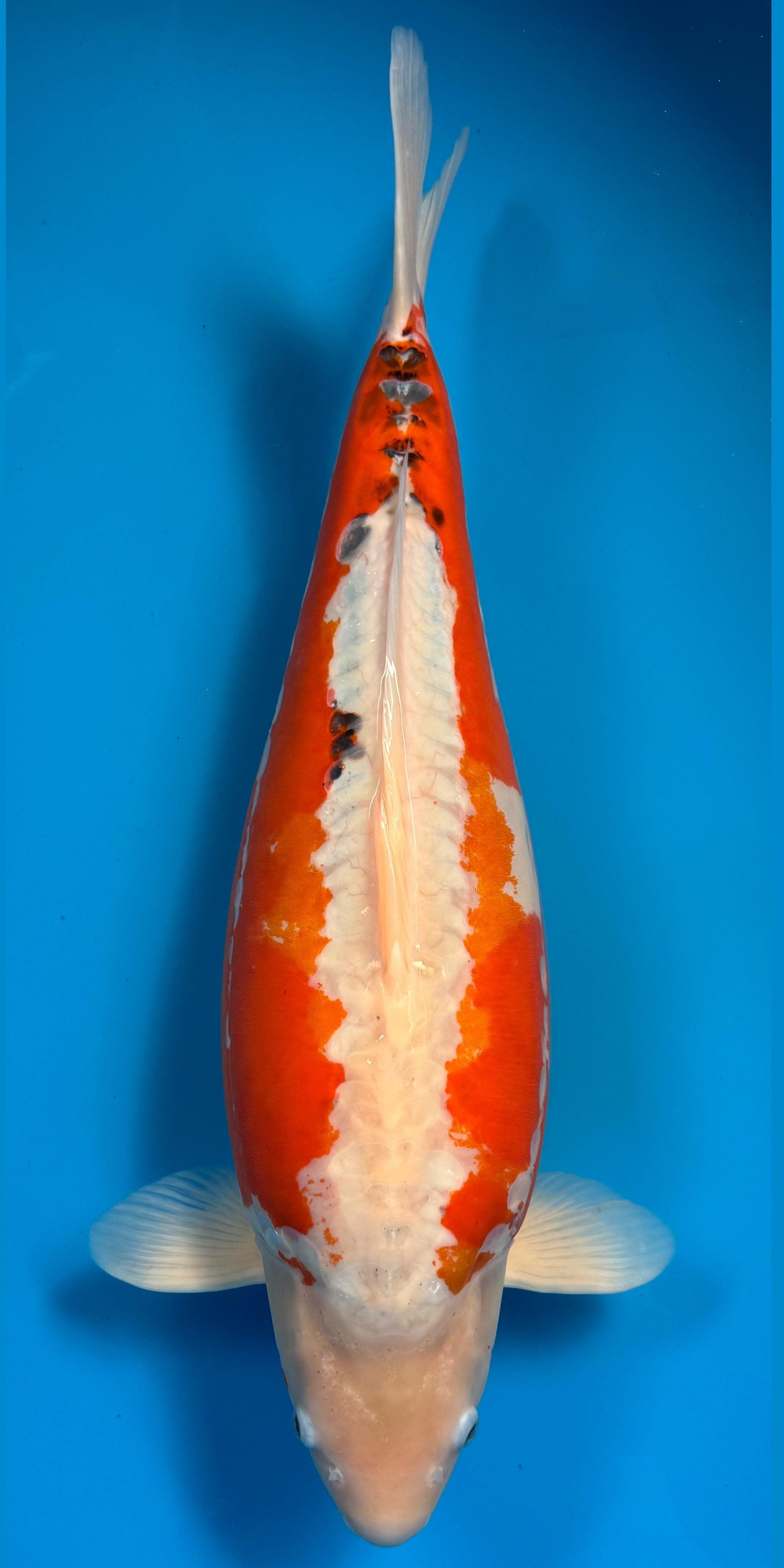 Shusui Koi kaufen — Shusui Konishi breiter Körper, 66 cm, Züchter Konishi Koi Farm