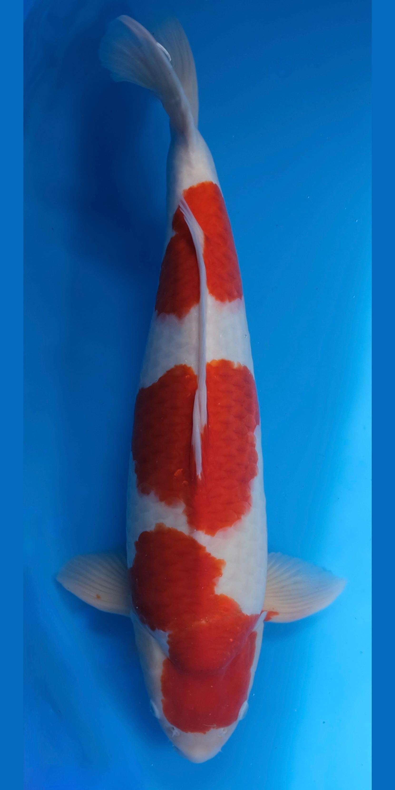 Kohaku Koi kaufen — Dainichi Kohaku - intensive Farbe und schöne Zeichnung, 66 cm, Züchter Dainichi Koi Farm